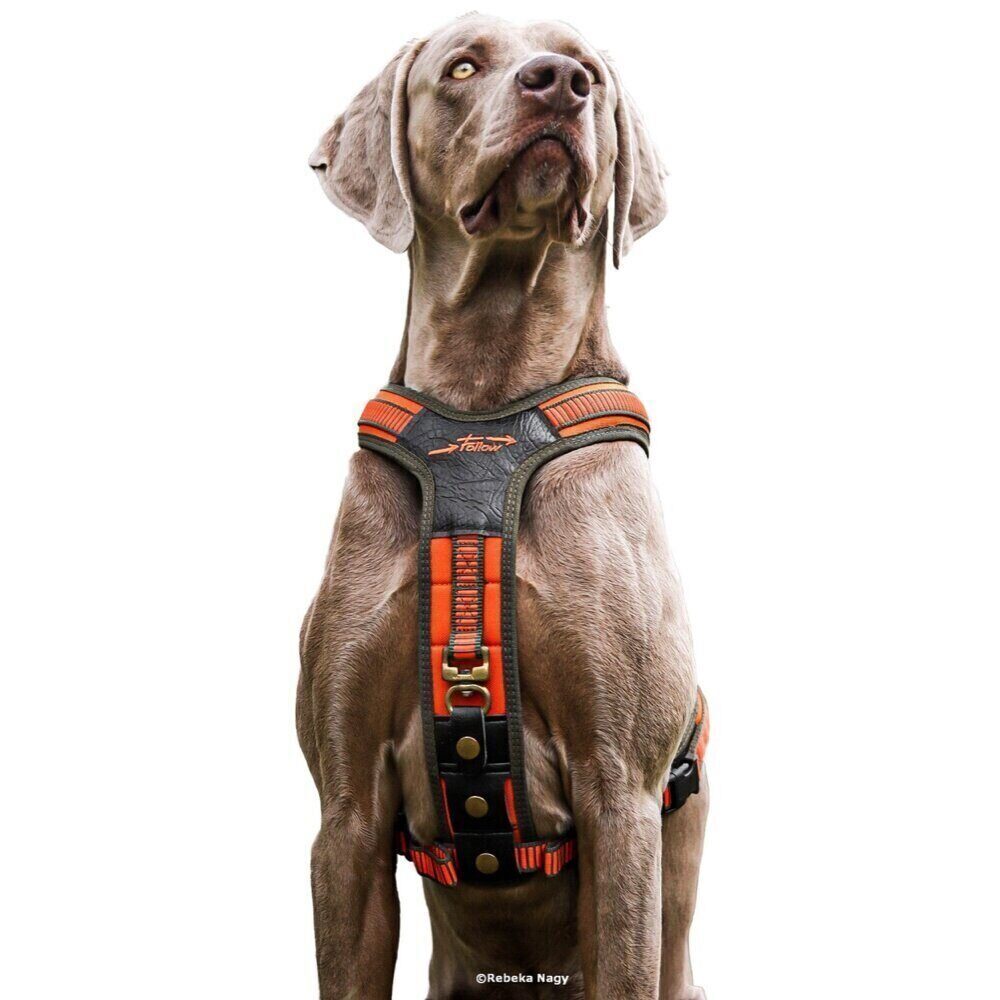 Niggeloh Harnais Néoprène orange pour chien