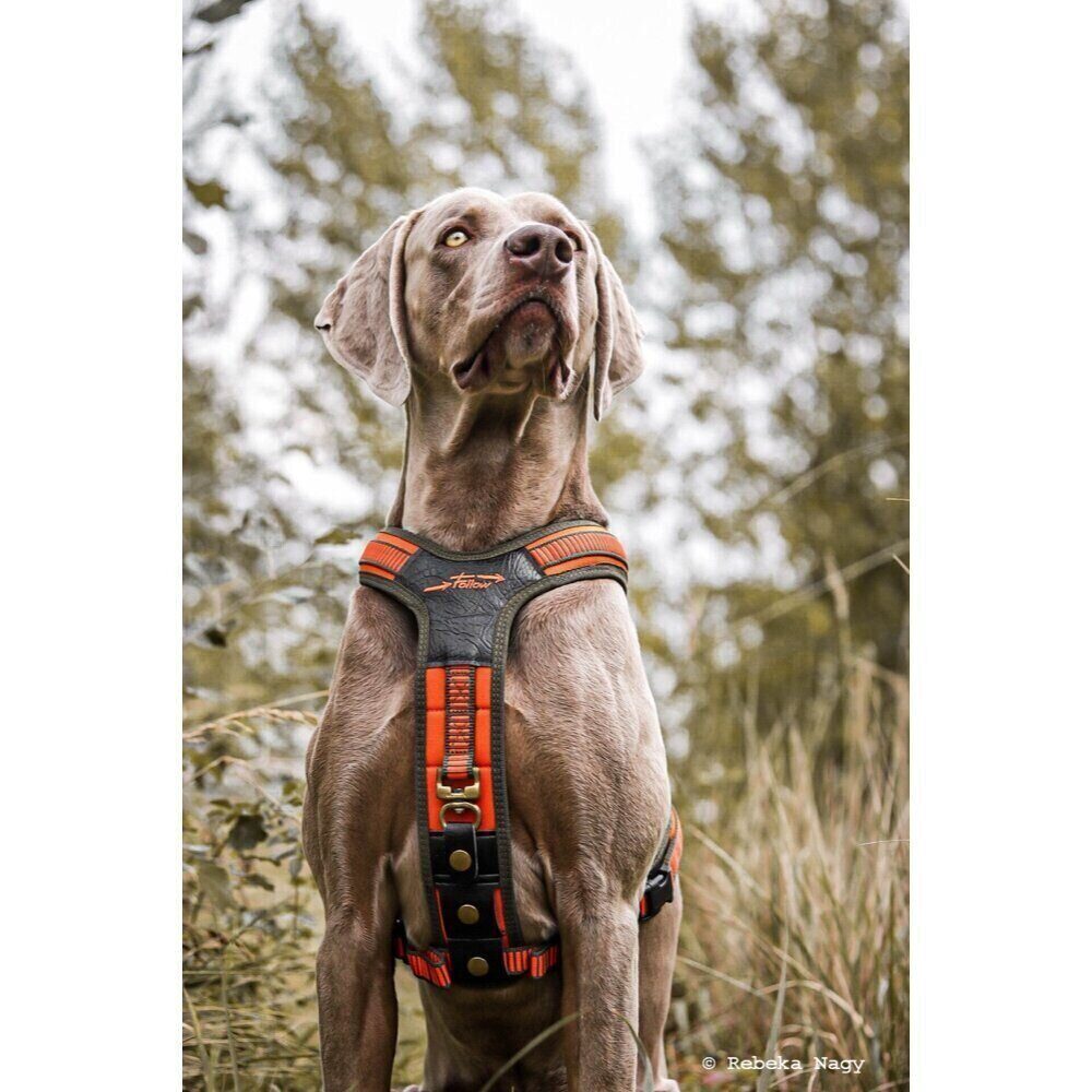 Niggeloh Harnais Néoprène orange pour chien